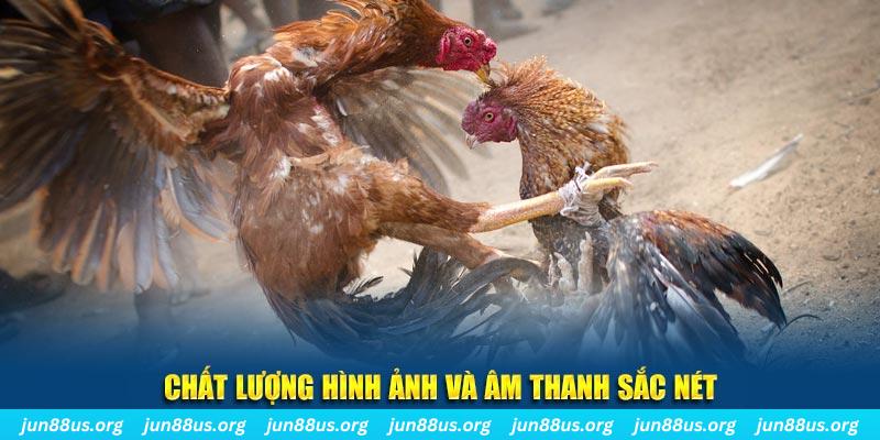 Xem Đá Gà Thomo Trực Tiếp Tại Jun88 – Cập Nhật Liên Tục 6 Chất lượng hình ảnh đẹp