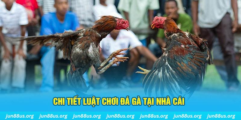 Đá Gà Thomo - Thưởng Thức Các Trận Tranh Tài Kịch Tính 6 Chi tiết luật thi đấu thể loại đá gà tại nhà cái