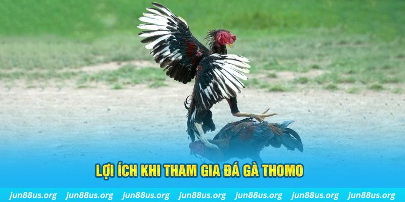 Đá Gà Thomo - Thưởng Thức Các Trận Tranh Tài Kịch Tính 7 Lợi ích khi bắt đầu quá trình tham gia trải nghiệm đá gà Thomo
