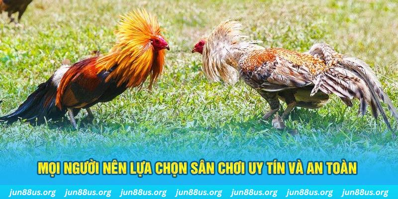 Đá Gà Thomo - Thưởng Thức Các Trận Tranh Tài Kịch Tính 8 Mọi người nên lựa chọn sân chơi uy tín và an toàn